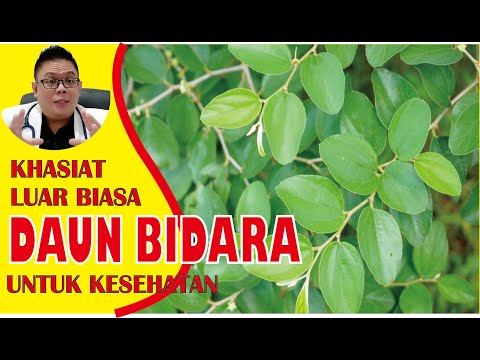 KHASIAT DAUN BIDARA UNTUK KESEHATAN