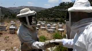 قطف العسل الطبيعي جبال فلسطين (عسل رام الله ) مع جمال العمواسي