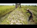 Simple Fishing in Harvest Rice Season - Catching Catfish &amp; Copper snakeahead fish under Scrap Rice
