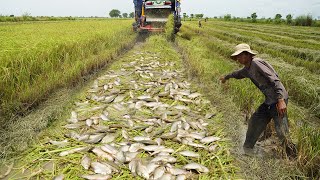 Simple Fishing in Harvest Rice Season - Catching Catfish & Copper snakeahead fish under Scrap Rice