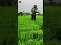 Thailand’s Strange Rice Farming Trick That Boosts Yield! 🌾✂️ (Shocking Agriculture Secret)