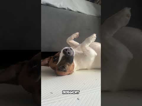 Спасение от КОМАРОВ!