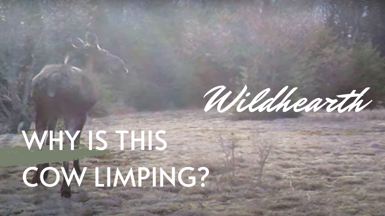 This Is Last Years Limping Cow. She is Expecting Her Calf Or Calves