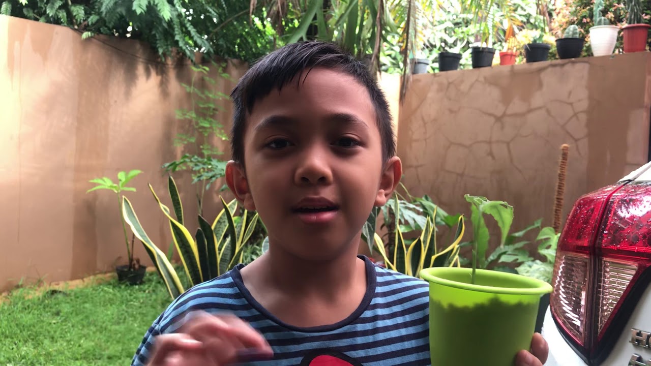 Monstera Obliqua Peru 