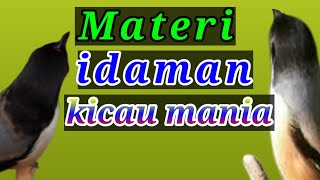 Masteran cendet tembakan kasar - idaman para kicau mania | masteran cendet juara