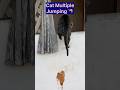 Cat Multiple Jumping 🐈 😺 🦘 /pets/animals/cat shorts #shorts