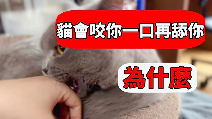 猫为什么咬你一口再舔你？这是对你的暗示，养猫的你一定要懂！【猫咪行为学EP31】 - 天天要闻