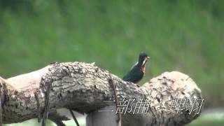高雄市鳥松濕地的翠鳥交尾五部曲 ２０１２０３２９ Youtube