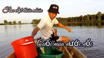 ​Cận cảnh thăm lưới cá rô đồng cuối mùa nước lũ đầy kỷ niệm - nhịp sống chân quê 