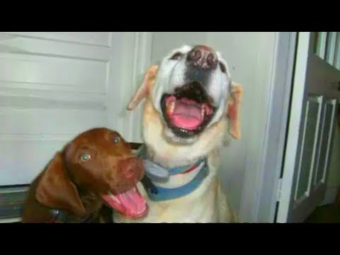 Video: 6 Skumle Fakta Om Borreliose Hos Hunder