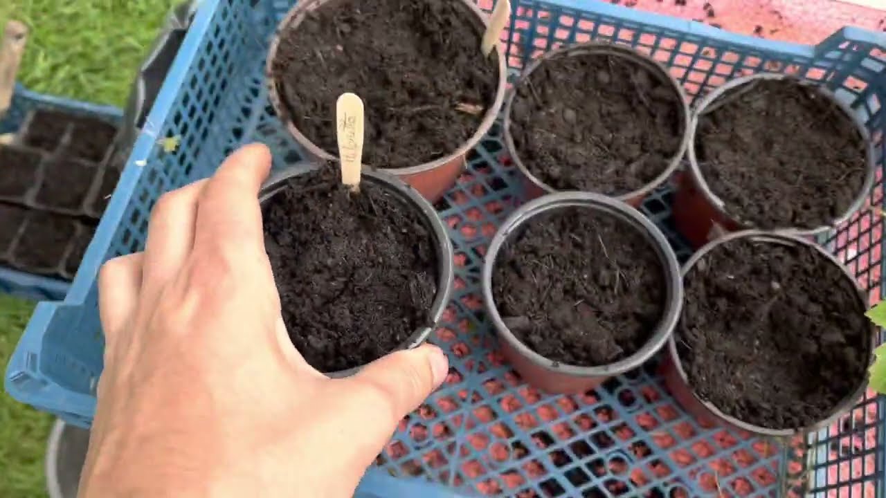5 semis à faire en mai au potager