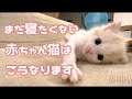 もう寝る時間なのにまだ眠くない赤ちゃん猫の一人時間が可愛いすぎる…w