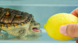 Feeding Chelydra Osceola A Lemon, What Reactions Will It Have? by Petit World 308 views 5 months ago 1 minute, 24 seconds