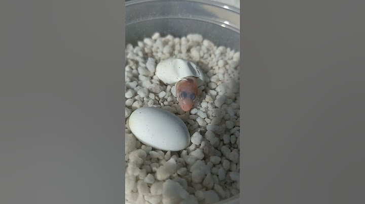 nacimiento de gecko leopardo 2023