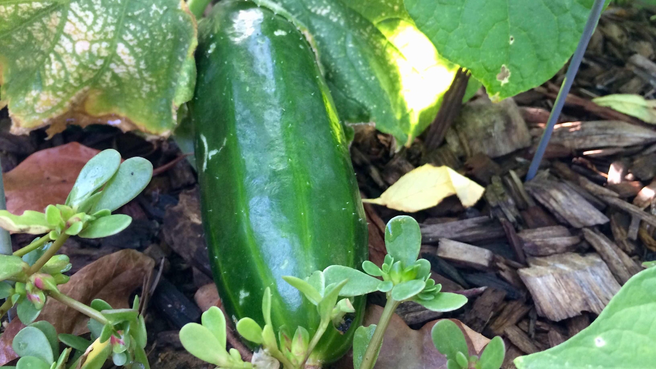 Big Cucumber Early - Persian Cucumber 