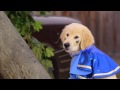 Super Buddies - Trailer