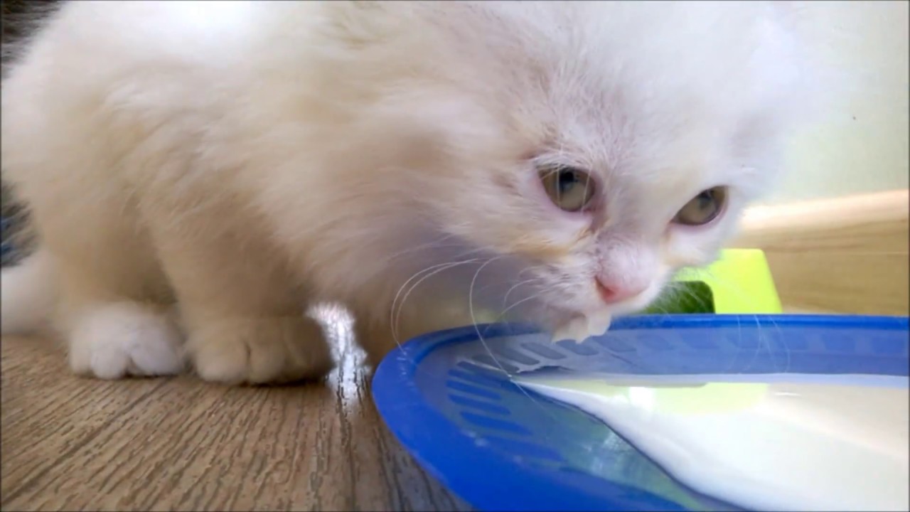 meow persian kitten food