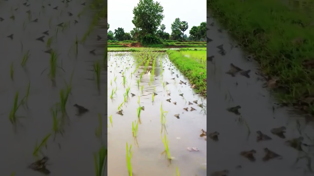 Incredible Thousands Of Frogs Gathering In Rice Field Survival Farming Aquaculture Fishing