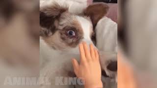 Funniest Cats and Dogs 🐶😻🤣 Try Not To Laugh 😂 Funny Animal King by AnimalKing 4 views 2 years ago 8 minutes, 31 seconds