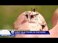 West Nile virus detected in Tehama County chickens