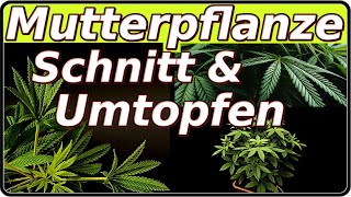 🍁Cannabis - A genetic for eternity🍁 Repotting & pruning a weed mother plant in living soil