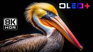 Incredible HDR Video Experience | 16K HDR Dolby Vision 60FPS | 4K & 8K Ultra HD TV Demo
