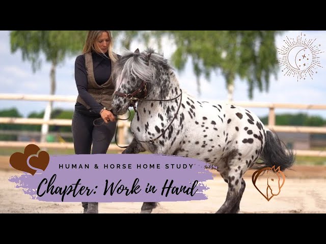 PREVIEW HUMAN & HORSE METHOD HOME STUDY; WORK IN HAND