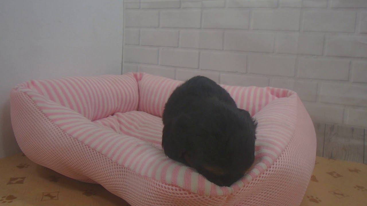 369307 MIX（ハーフ）