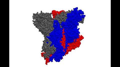 Simulation of the SARS-CoV-2 spike protein!