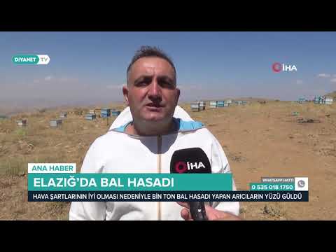 Elazığ'da Bal Hasadı