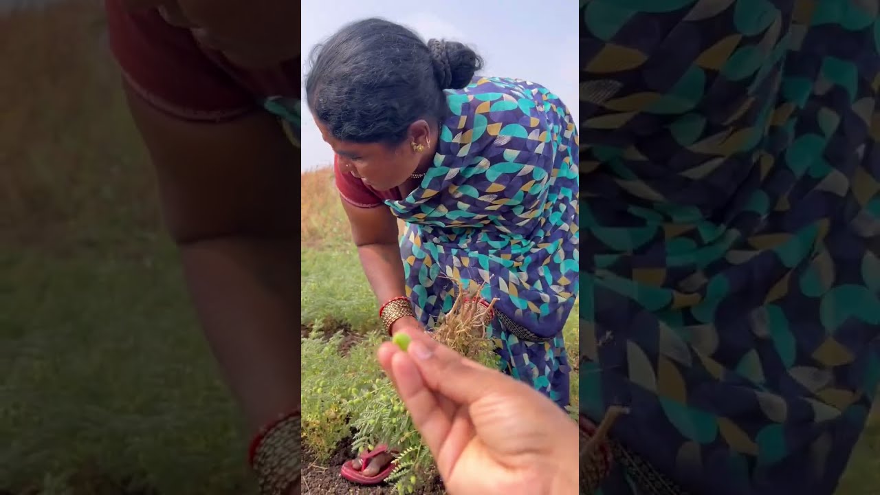 ढाळा खायला  जायचा हुरसुला आमचा बघा शिव ला घेऊन गेले शेतात कोंबड्यांच्या पिल्ल्यात चिमणीचे पिल्ले आले