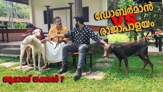 ഡോബർമാൻ VS രാജാപാളയം  || Vickies Greeny