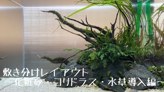 敷き分けレイアウト 化粧砂 コリドラス 水草導入編 水槽立ち上げ Youtube