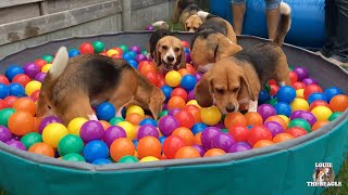 Funny Beagle Party Compilation with Beagles Louie & Marie