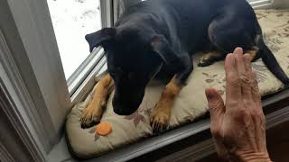 Rocco loves carrots 🥕 PLANT-BASED DOG (Rottweiler Labrador mix adopted dog)