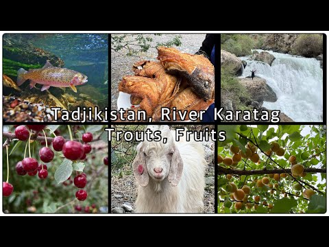 Река Каратаг, Ручьевая форель, Горы Таджикистана. River Karatag, Trouts, Mountains of Tajikistan