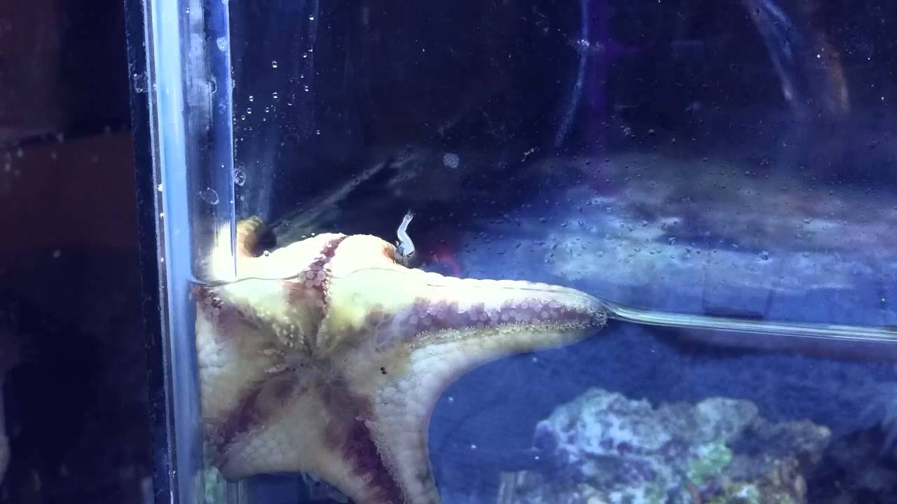 And this is how a sea star eats. YouTube