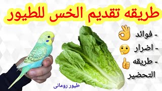 فوائد الخس لطيور الزينه ? واضراره? ونصائح هامه? وسر مقاومة للعطش?