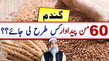 How to achieve 60 maunds per acre yield of wheat || Crop Reformer