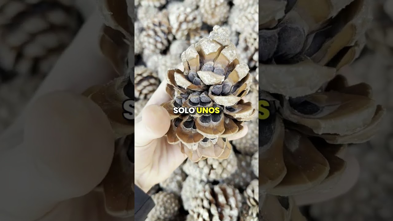 ¿De dónde salen los piñones?