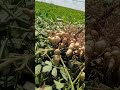 موعد حصاد الفول السوداني ازرعهاصح زراعة فول سودانى