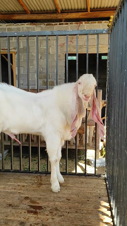 KETURUNAN JUARA 1 KONTES KAMBING ETAWA JANTAN SENDURO #etawajaya #kambingetawa #kambingsuper