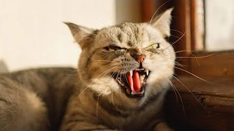 Video 8904481: persian cat kitten meowing, feral cat kittens, cat sounds angry, cat sound scary, scared cats, cats catch