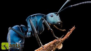 Searching for the Legendary Blue Ants | FULL MOVIE