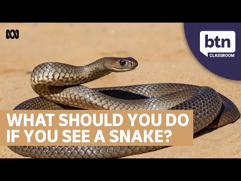 Stay Safe This Snake Season - Behind The News