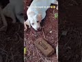 Funny Animal Videos Funny Dogs Videos Dog Videos Comady Shorts Dog Jimmy Video Youtube