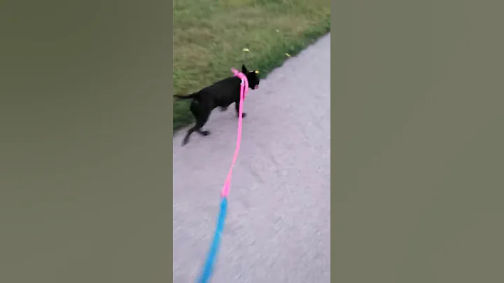Walkie walkie!