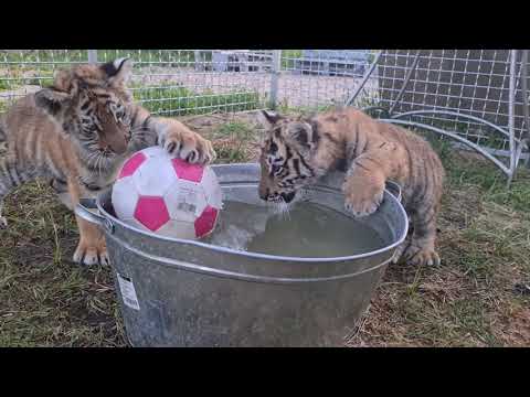 Video: Valokuvia Tiger Woodsin Lapsista