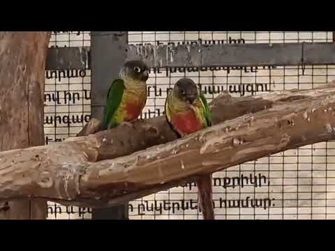 Green-cheeked conures