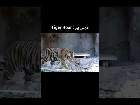 غرش شیر در برابر غرش ببر چقدر ترسناک How Scary Is The Lion S Roar Against The Tiger S Roar 